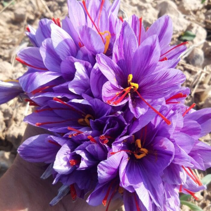 خرید زعفران