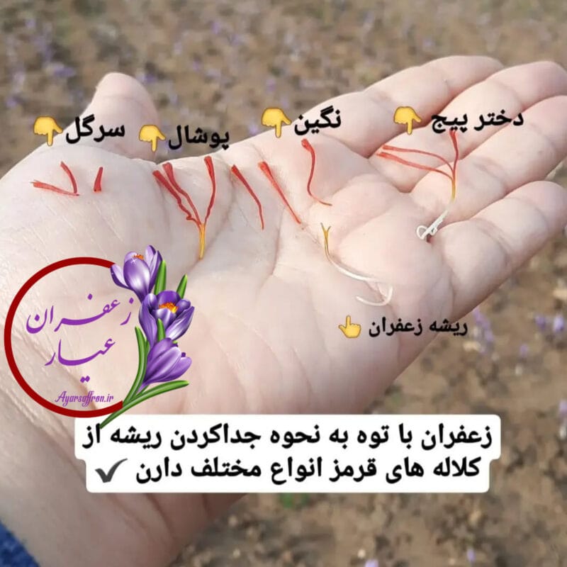انواع زعفران و قیمت انواع زعفران